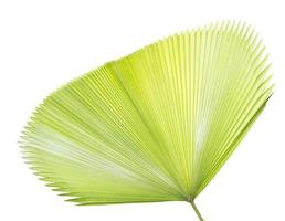 Palm leaf isolated on white photo