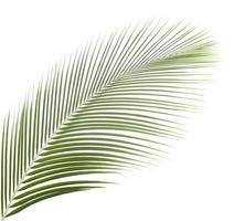 Coconut leaf isolated photo