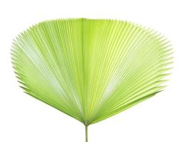 Palm leaf isolated on white photo