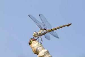 Close up image of blue dragonfly on natural background photo