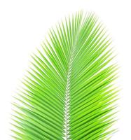 Green coconut leaf isolated on white background photo