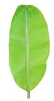 Banana leaf isolated on white background photo