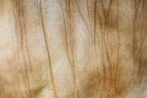 Cow skin texture or background photo