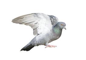 Pigeons flying isolated on white background photo