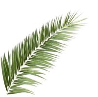 Palm leaf isolated on white background photo