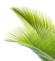 Palm leaf isolated on white background photo