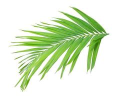 Green palm leaf isolated on white background photo