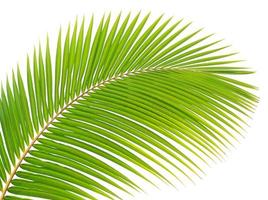 Green palm leaf isolated on white background photo