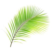 Green palm leaf isolated on white background photo