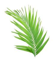 Green palm leaf isolated on white background photo