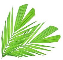 Green palm leaf isolated on white background photo