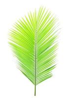 Coconut leaf isolated on white background photo