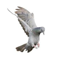 Pigeons flying isolated on white background photo