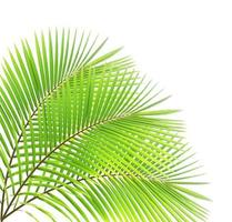 coconut leaf isolated photo