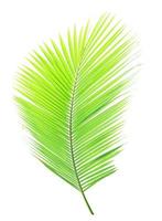 Green palm leaf isolated on white background photo