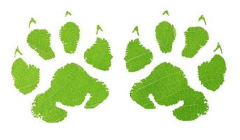 Green animal footprint photo