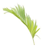 Palm leaf isolated on white background photo