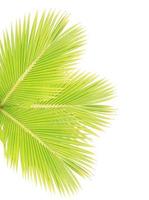 Coconut leaf isolated on white background photo