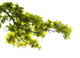 hojas verdes y ramas aisladas sobre fondo blanco para un entorno o fondo de naturaleza abstracta foto