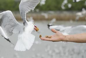 mano humana alimentando gaviota voladora foto