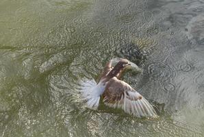 Pigeon fall in to river photo