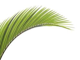 Green palm leaf isolated on white background photo