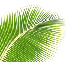 Green palm leaf isolated on white background photo