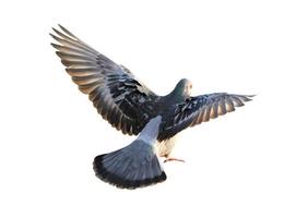 Flying pigeon isolated on white background photo