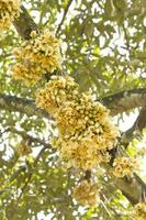 Durian flowers bud on durian tree photo