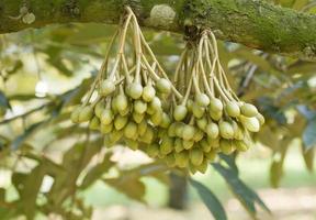 capullo de flores de durian en el árbol de durian foto