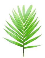 Green palm leaf isolated on white background photo