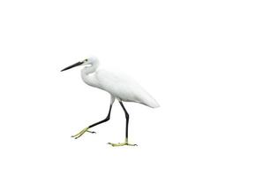 Egret isolated on white background photo