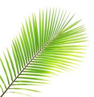 Coconut leaf isolated on white background photo