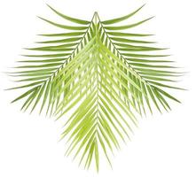 Green palm leaf isolated on white background photo