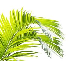 Palm leaf isolated on white background photo