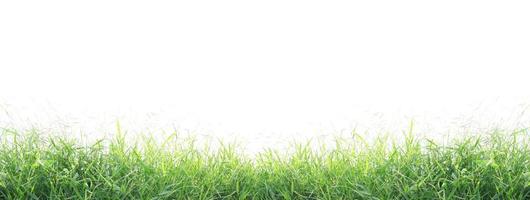 Green grass isolated photo