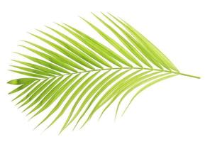 Green palm leaf isolated on white background photo