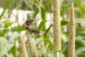 Ricebird eating sorghum plant photo