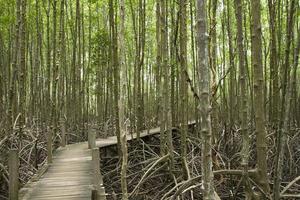 árbol de manglares y raíces complejas en bosques de manglares foto