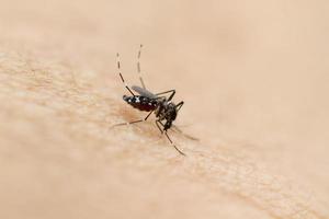 Mosquito on human skin photo