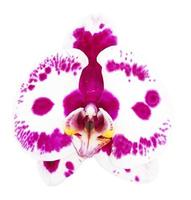 White-purple phalaenopsis orchid isolated on white background photo