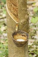 Tapping latex from a rubber tree photo