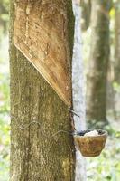 Tapping latex from a rubber tree photo