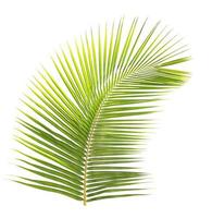 Green coconut leaf isolated on white background photo