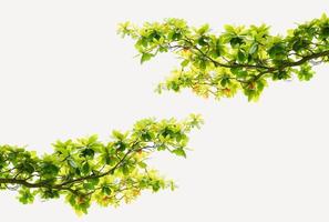 Green leaves branch isolated on white background photo