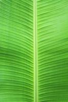 Banana leaf texture as natural background photo