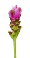 Siam tulip or Curcuma flower isolated on white background photo