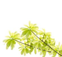 ramas y hojas sobre un fondo blanco foto