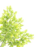 Green leaves isolated on white background photo