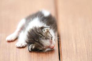 Kittens sleeping on brown wooden floor photo